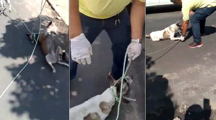 Vídeo mostra violência no resgate de animais em Teresina